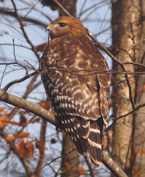 Redshouldered Hawks